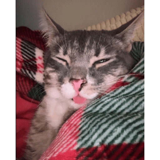 Gatos 7