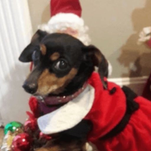 STICKERS PERRITOS NAVIDEÑOS🐶🎄 14