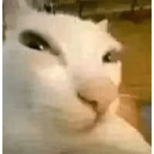Gatos 15