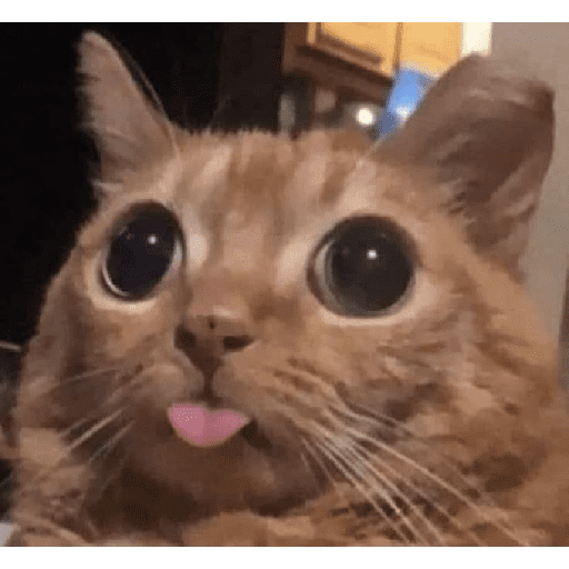 Funny cats  2