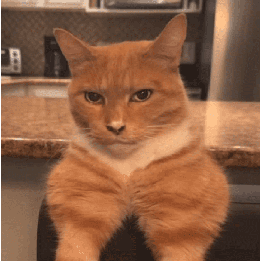 Funny cats  4