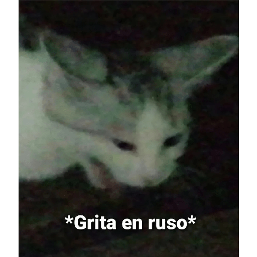 Gatitos 24