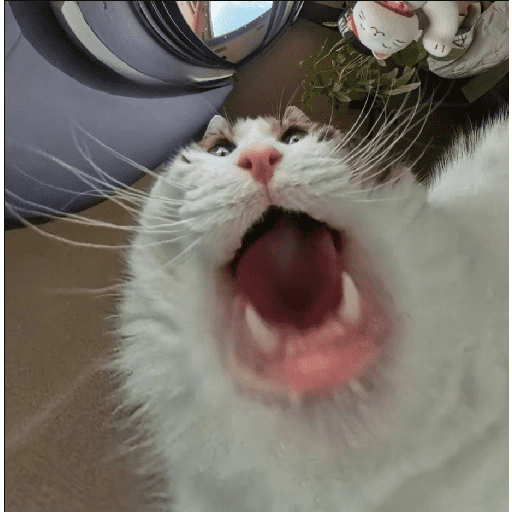 Gatos 3