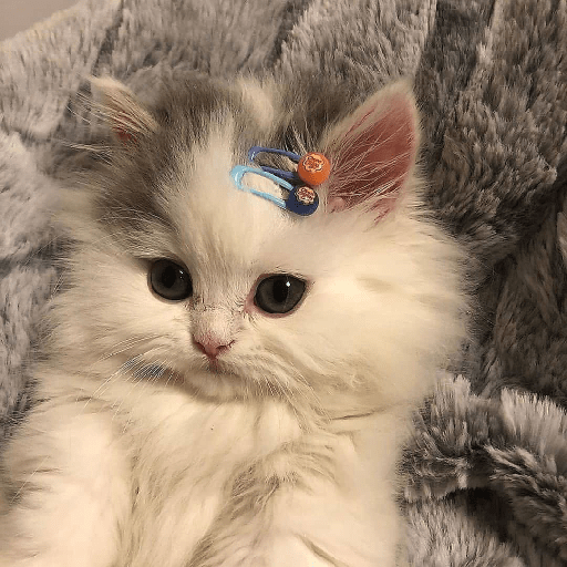 Gatitos 26