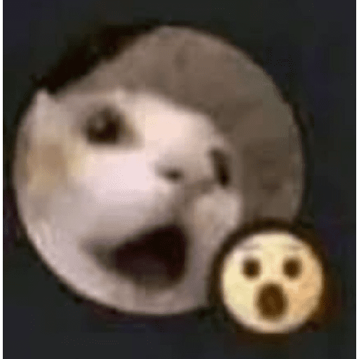 Gatos 2