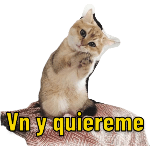 Michis 🐱 7