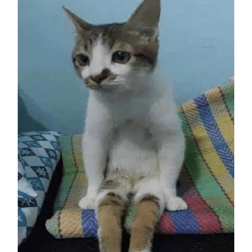 Funny cats  10