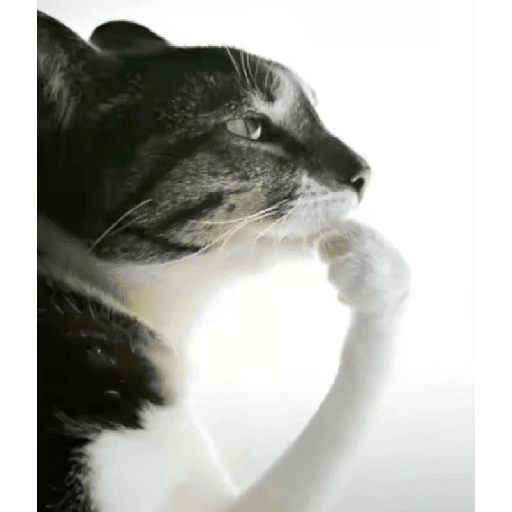 Funny cats  7