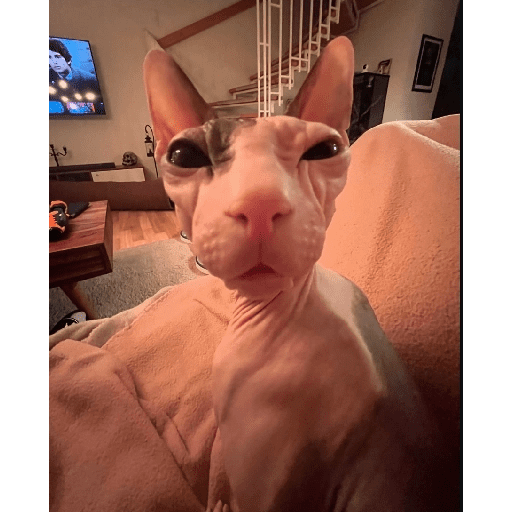 Gatos 28