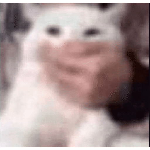 Gatos 6