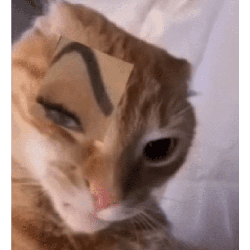 Funny cats  8