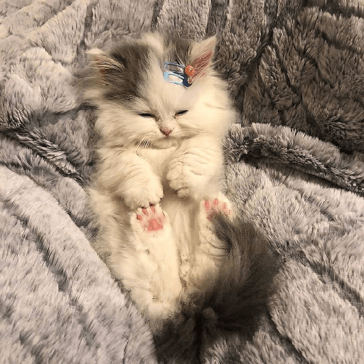 Gatitos 29