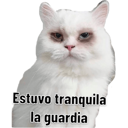 Michis 🐱 2