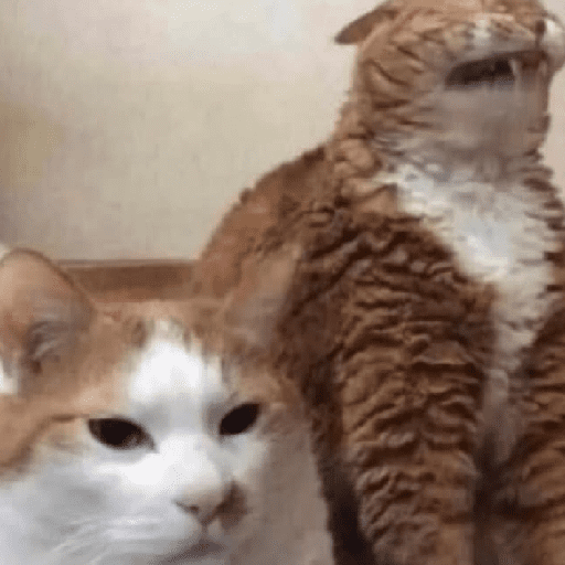Gatos 25