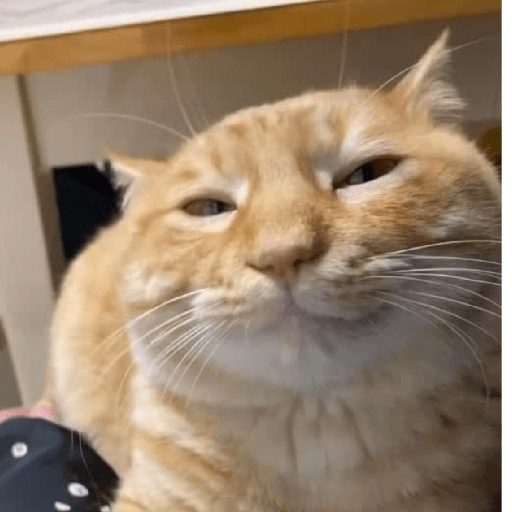 Gatos 29