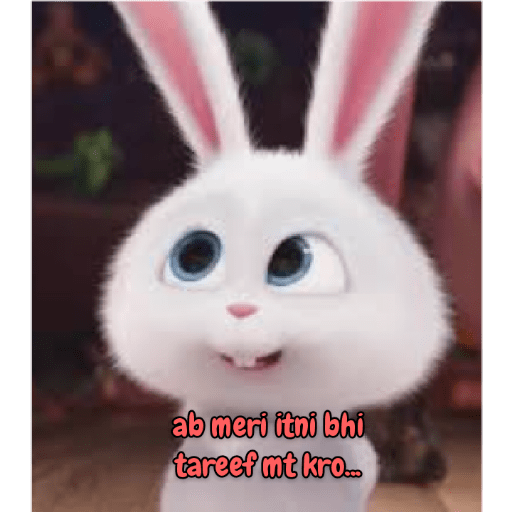 Rabbit 24