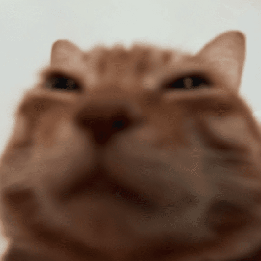 Gatos 17