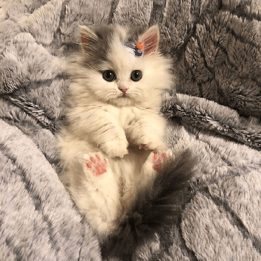 Gatitos 27
