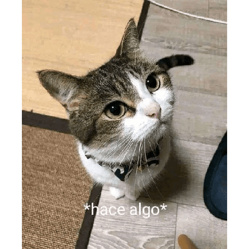Funny cats  5