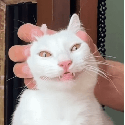 Gatos 9