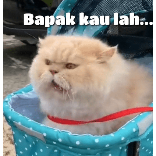 Meme dari Twitter (8) 21