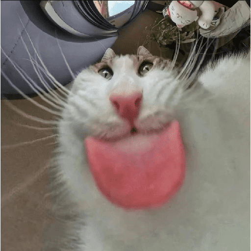 Gatos 4