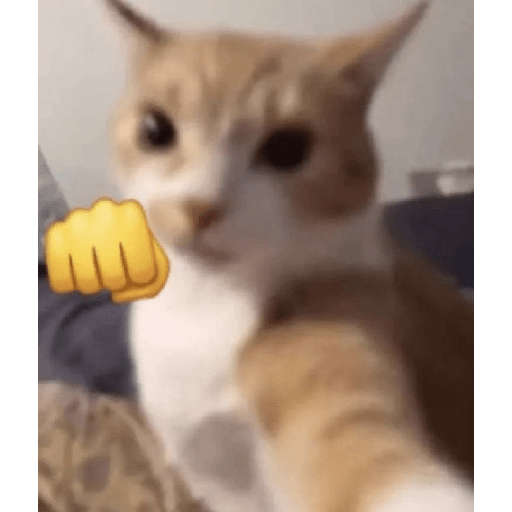 Gatinhos  10