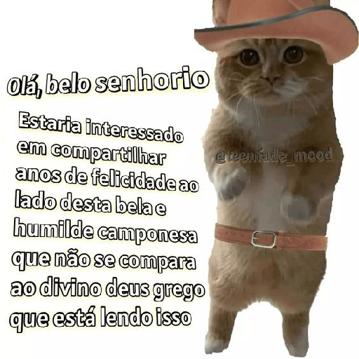 Gatinhos  24
