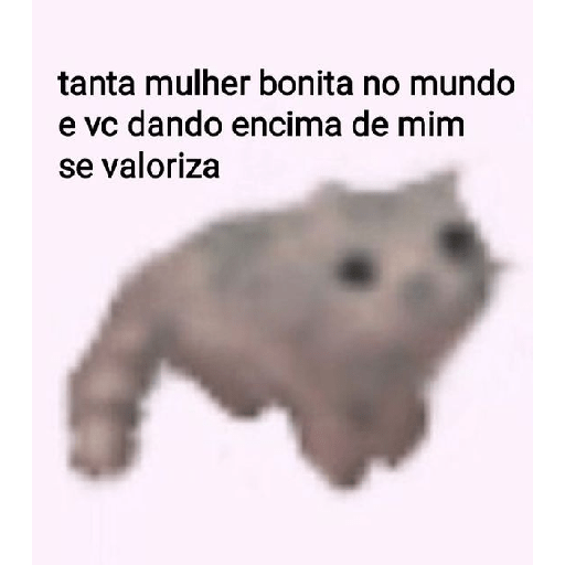 Gatinhos  16