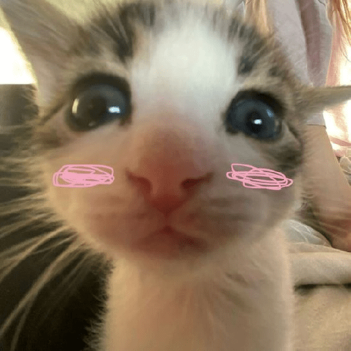 Gatinhos  18