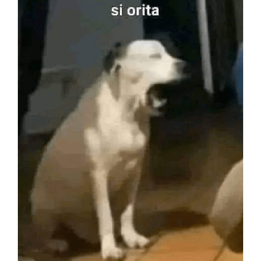 Yayamijoya 14