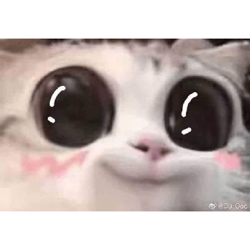 Meme kucing 19