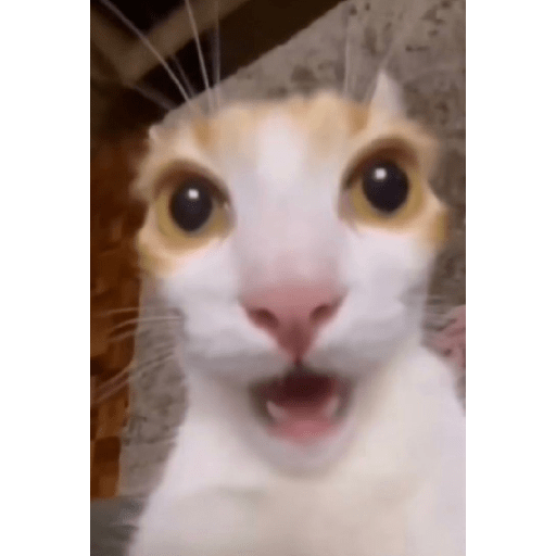 Gatinhos  12