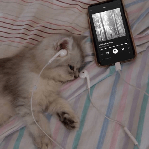 Gatinhos  8