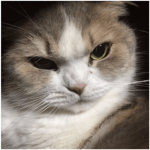 É o Yuri Denovo//Gato Bravo😾 7