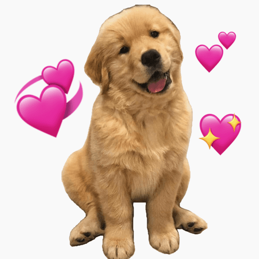 Cachorro fofo  1