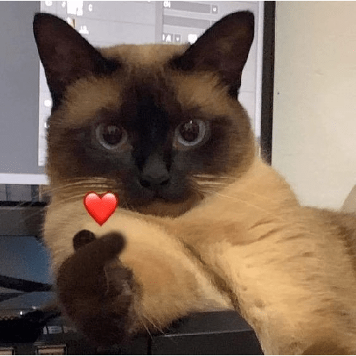 Gatinhos  21