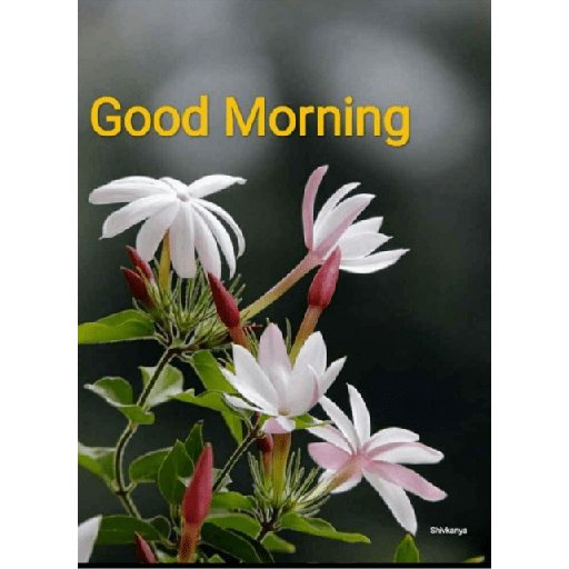 Good morning 29