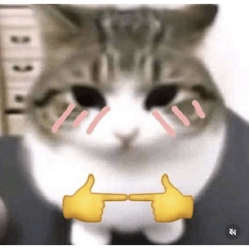 Gatinhos  3