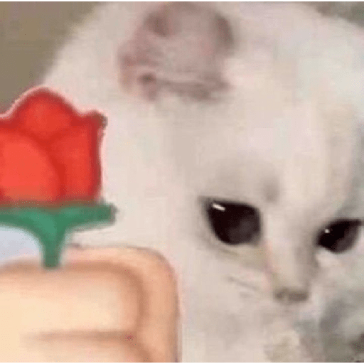 Gatinhos  2