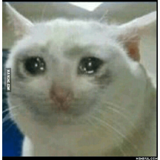 Gatinhos  29