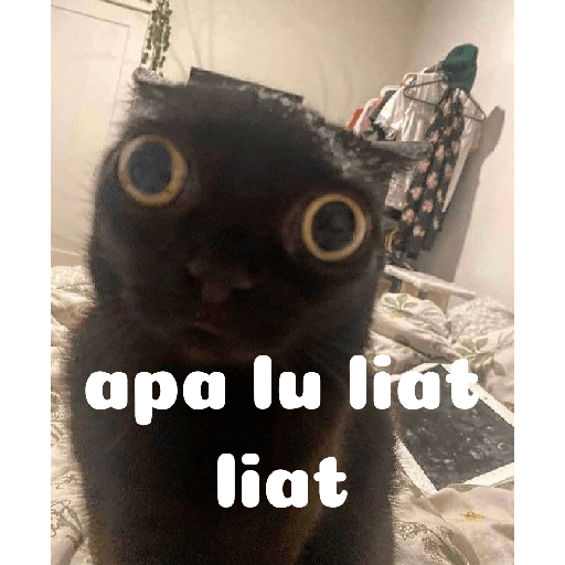 Meme kucing 23