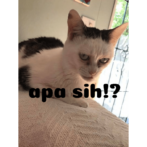 Meme kucing 22