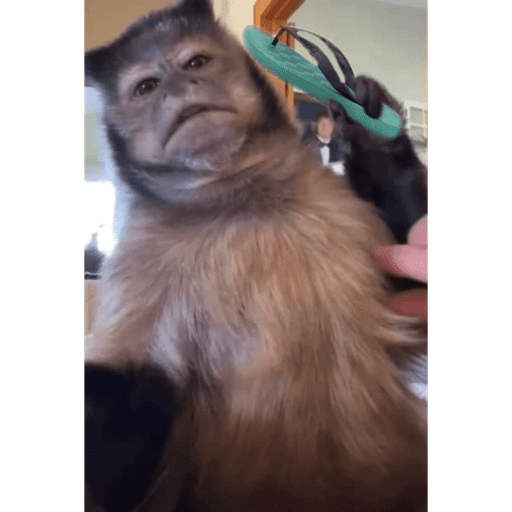 Monkey 4