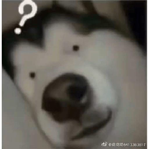 Meme kucing 10