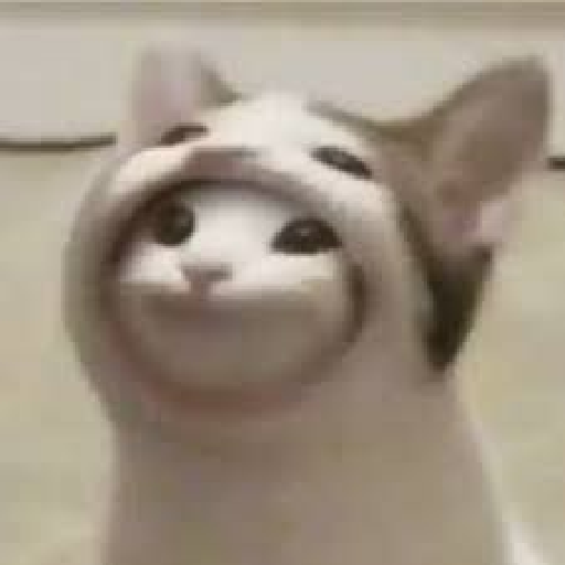 Meme kucing 15