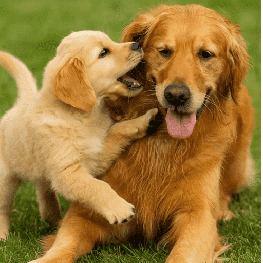 Cachorro fofo  5