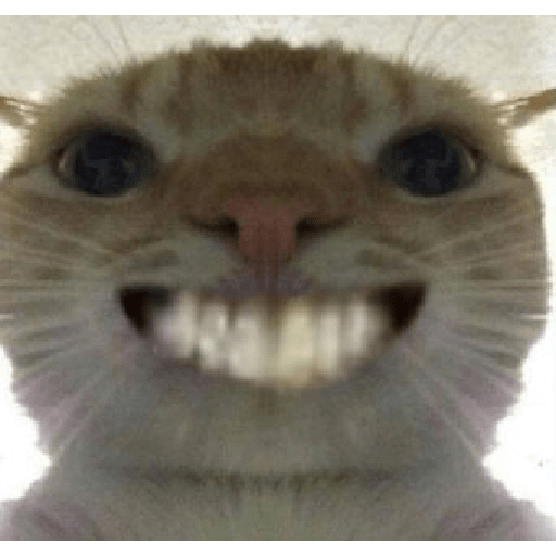 Meme kucing 11