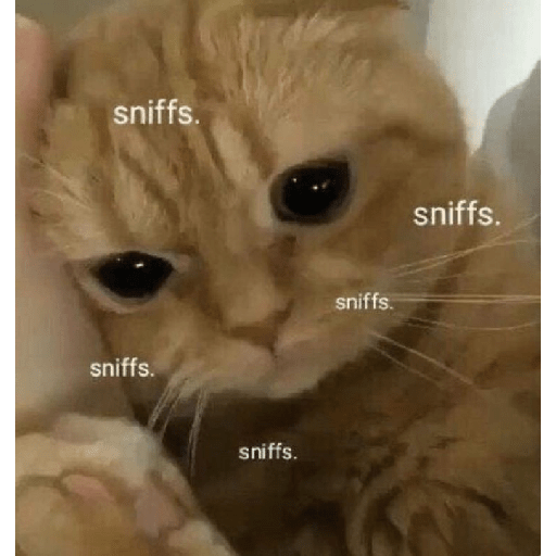 Gatinhos  7
