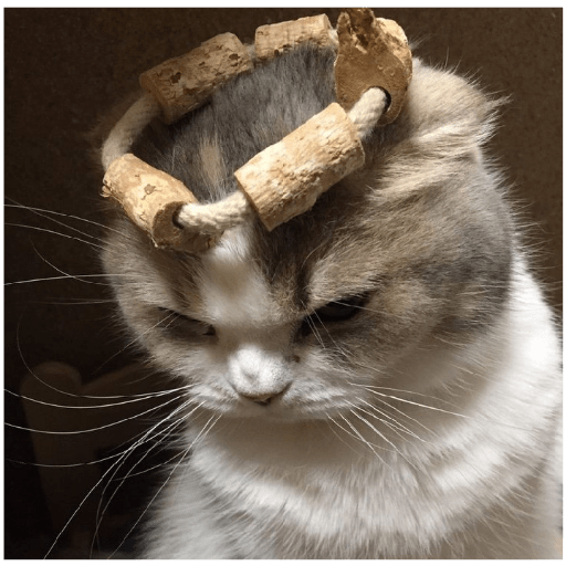 É o Yuri Denovo//Gato Bravo😾 6